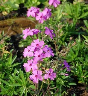 Phlox procumbens &apos;Rosea&apos;. 