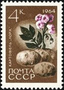 Файл:The Soviet Union 1964 CPA 3065 stamp (Agricultural Crops of the USSR. Potato or ground apple 'lorch' (Solanum tuberosum)).j
