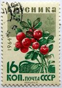 Russia. WILD BERRIES. CRANBERRIES. Scott 2979 A1490, Issued 1964 DEC 25, Perf. 11 1/2 x 12, 16. /ldb. Stamp printing, Berries, P