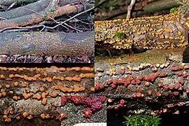 Category:Montages of fungi - Wikimedia Commons