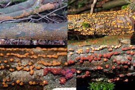 File:Nectria cinnabarina (GB= Coral Spot, D= Zinnoberroter Pustelpilz, Rotpustelpilz, NL= Gewoon meniezwammetje), with some roes