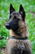 Фото German Shepherd Puppy, более 96 000 качественных бесплатных стоковых фото