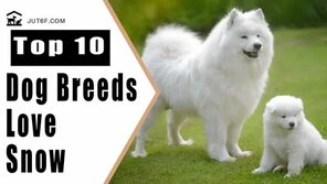 8 Dog Breeds That Love the Snow - Cold Weather Dog Breeds - YouTube