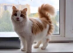Белый кот с рыжим хвостом - картинки и фото koshka.top