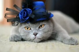 Котик в кепке - 70 фото