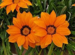 Gazania Wallpapers APK for Android Download