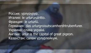 Как разговаривают голуби в разных странах мира: 2019 Grammar Nation ВКонтакте