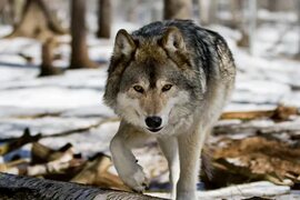 Нижегородским охотникам хотят увеличить вознаграждение за добычу волков - РБК