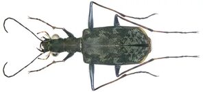 File:Leptognatha fuscilabris Rivalier, 1972 (3217907658).jpg - Wikimedia Commons