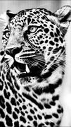 Pin by ayers on Love Big cats art, Wild animal wallpaper, Animal planet