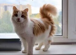 Лучшие породы длинношерстных кошек: белые с рыжим, серые и другие вариации