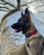 Rukka Pets в Instagram: "German shepherd Illinois looks stylish wearing the Cube soft collar ❤ 🖤