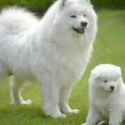 🥇 Soñar con Perros blancos. Significado sueño Perros blancos por Esperanza: jeWif.com