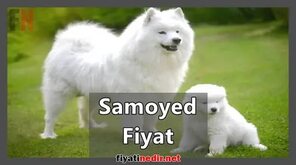 Samoyed Köpek Fiyatları 2024 - Yeni