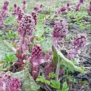 Белокопытник гибридный (Petasites hybridus). Фото на сайте "Грибы: информация и фотографии"