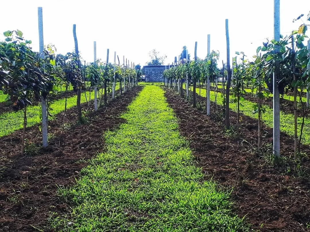 How Vineyard Irrigation Can Boost Your Grape Quality and Yield