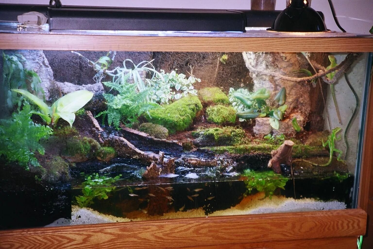 Китайская водяная агама