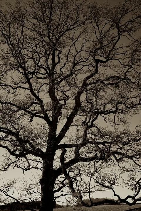 Eleven Majestic Black Tree Landscape Photographs