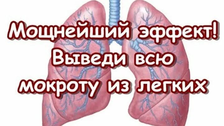 Вывод мокроты из легких. Выведение мокроты и слизи из легких. Вывести слизь из легких. Вывод мокроты из лёгких. Как мокрота выводится из легких.