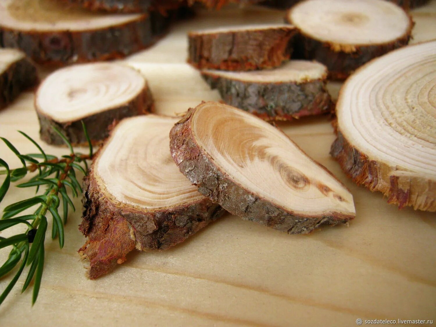 срез можжевельника. торцевые спилы можжевельника. спил можжевельника. можжевеловые спилы. можжевеловые спилы.