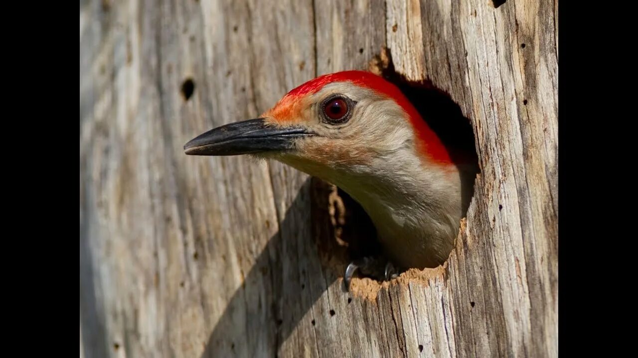 Woodpecker ap-a. Эндофайлы woodpecker. Woodpecker москва. Woodpecker logo. Дятел красноголовик.