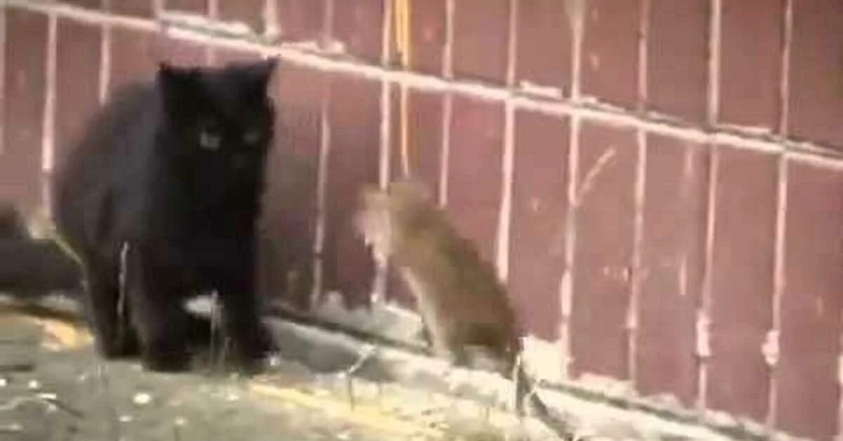 Кот нападает. Нападение крыс на кошек.