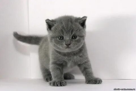 Котят британца в добрые руки