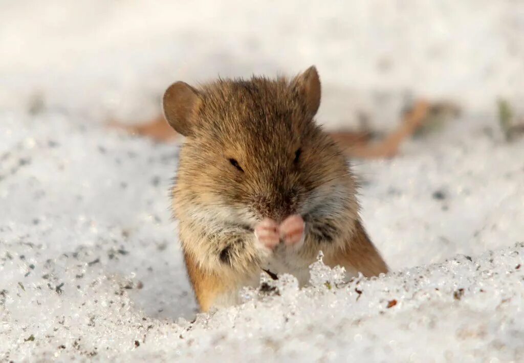 Полевые мыши зимой. Полевая мышь. Горная мышь. Мышь полевка зимой. Мышь полевка зимой фото.