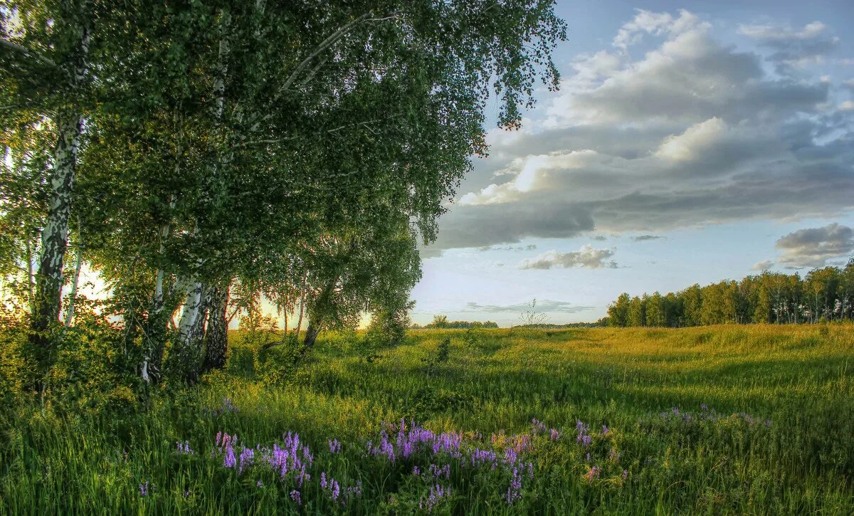 Изображение русской природы. Россия раздолье березы. Изображение русской природы. Изображение русской природы. Русская природа березовая роща березки.