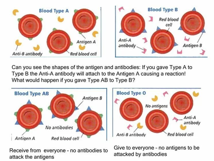 Антитела 2 группы крови. Blood Type. Группы крови иммунология. Blood Type antibodies. Type a кровь.