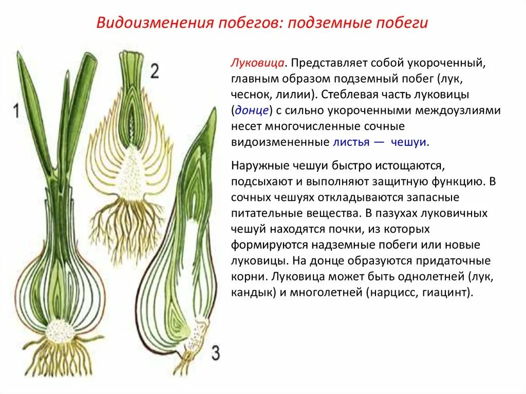 Видоизменения побегов 6 класс биология луковица. Видоизменённый побег луковица у цветка.
