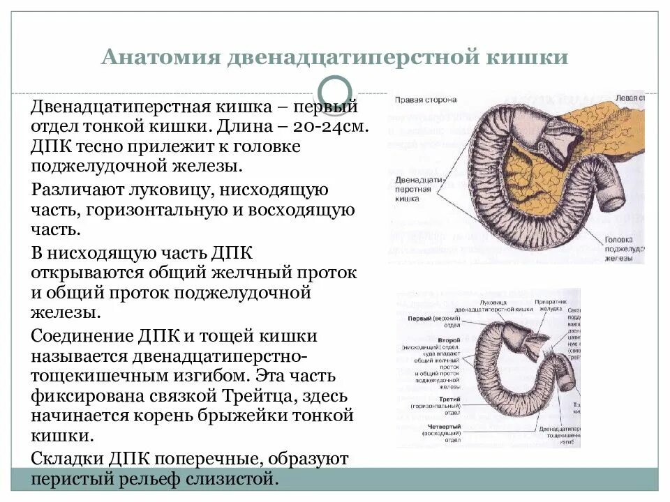 Двенадцатиперстная кишка луковица ДПК. Строение 12 перстной кишки. Строение стенки 12 перстной кишки.