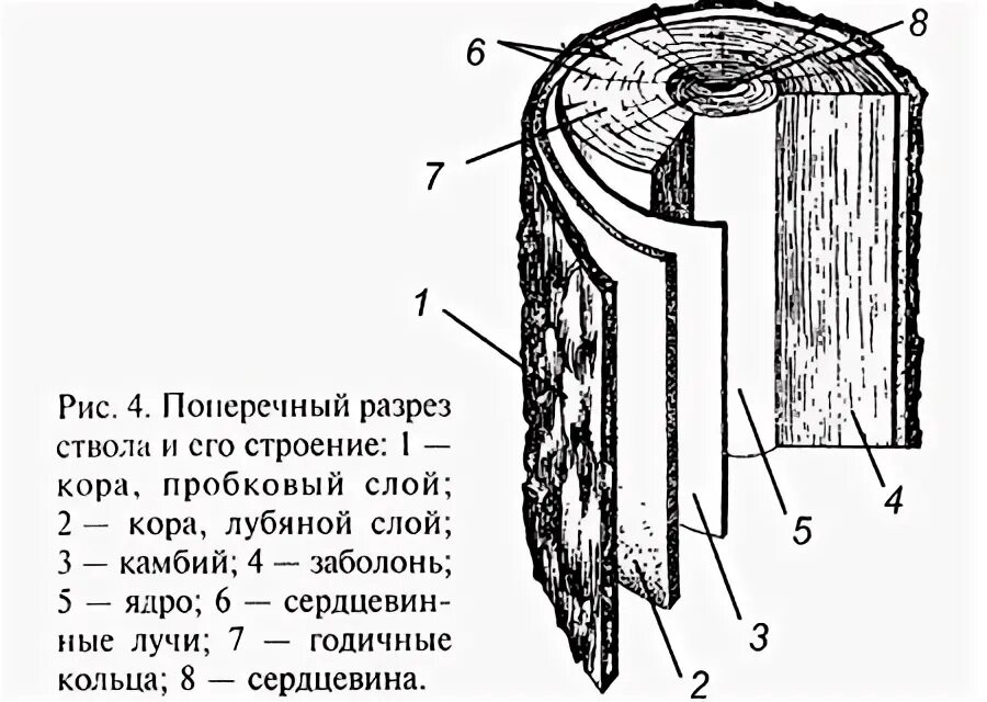 Схема строения ствола хвойного дерева подпишите. Строение поперечного среза ствола. поперечный срез ствола сосны. срез древесины схема. схема строения ствола хвойного дерева.