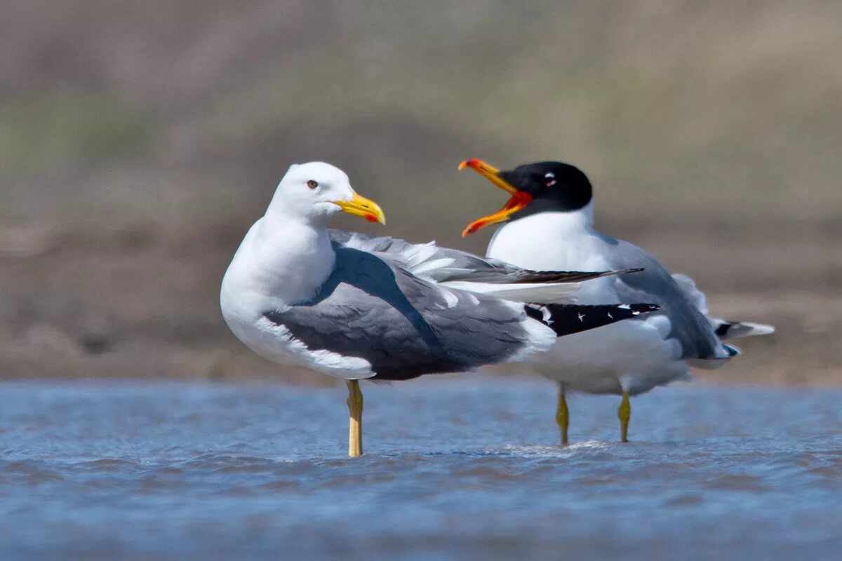 Черноголовый хохотун. Черноголовый хохотун (Larus ichthyaetus). Черноголовая хохотунья. Черноголовый хохотун – Larus ichthyaetus Pallas. Серебристая Чайка черноголовый хохотун.