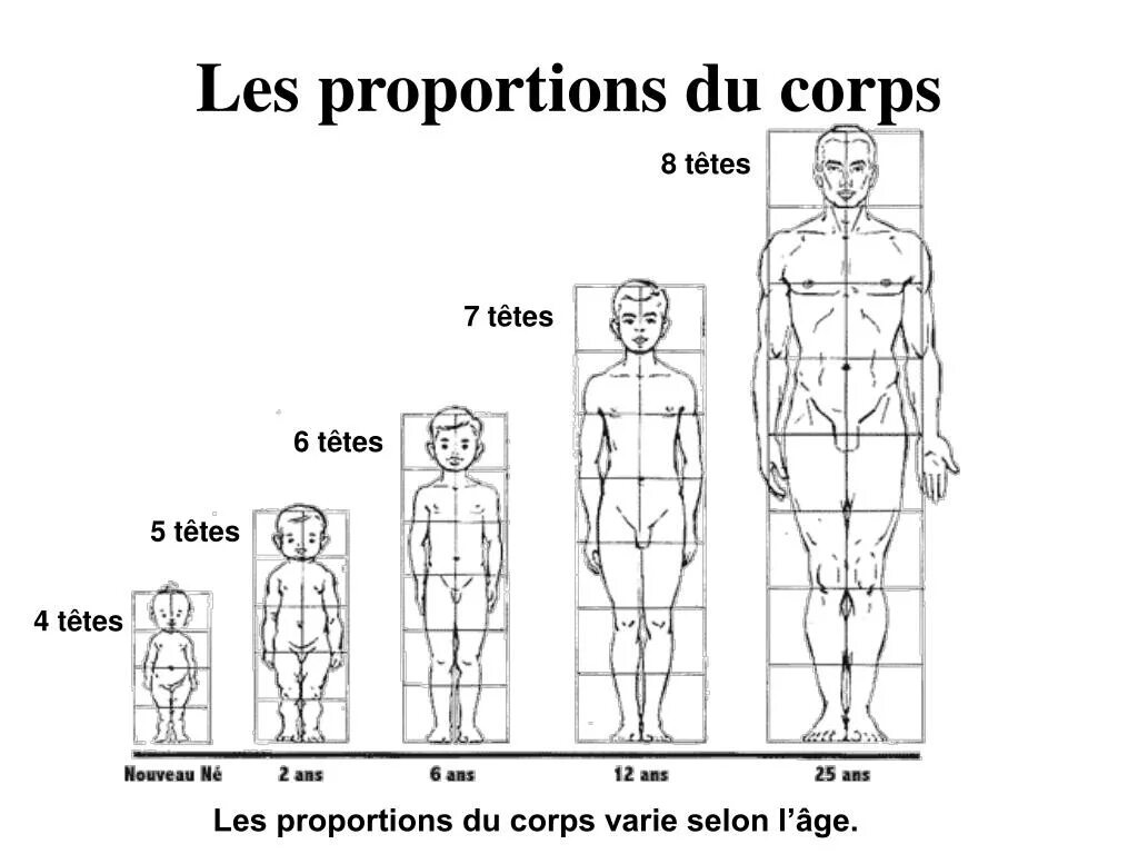 Corps est. Идеальные пропорции тела. Пропорции человека в полный рост. Человек референс 8 голов. Cuerpo рисунок.