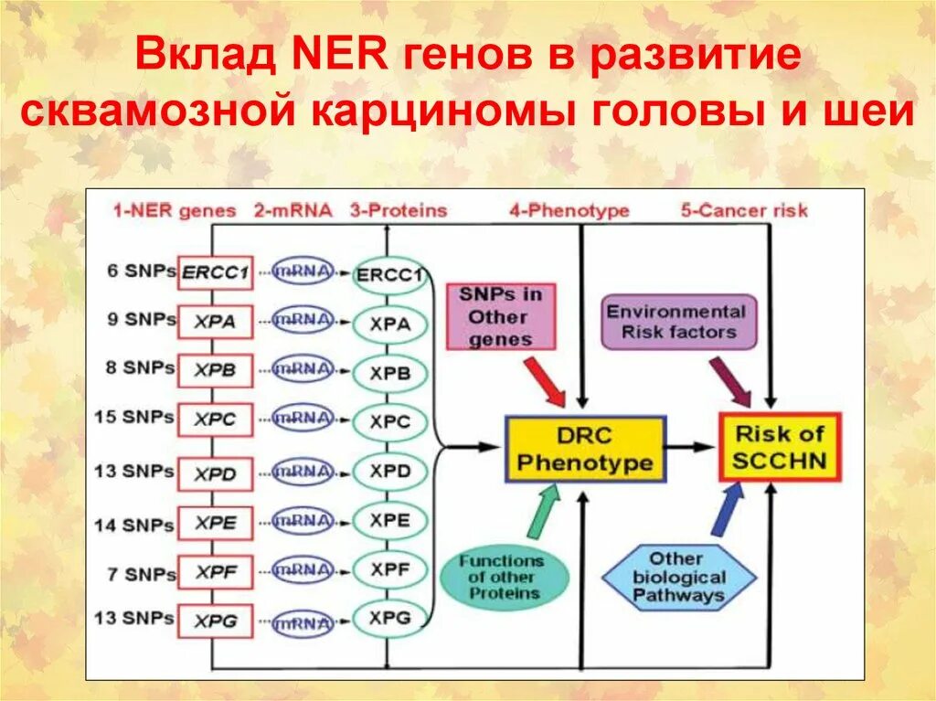 Genes development