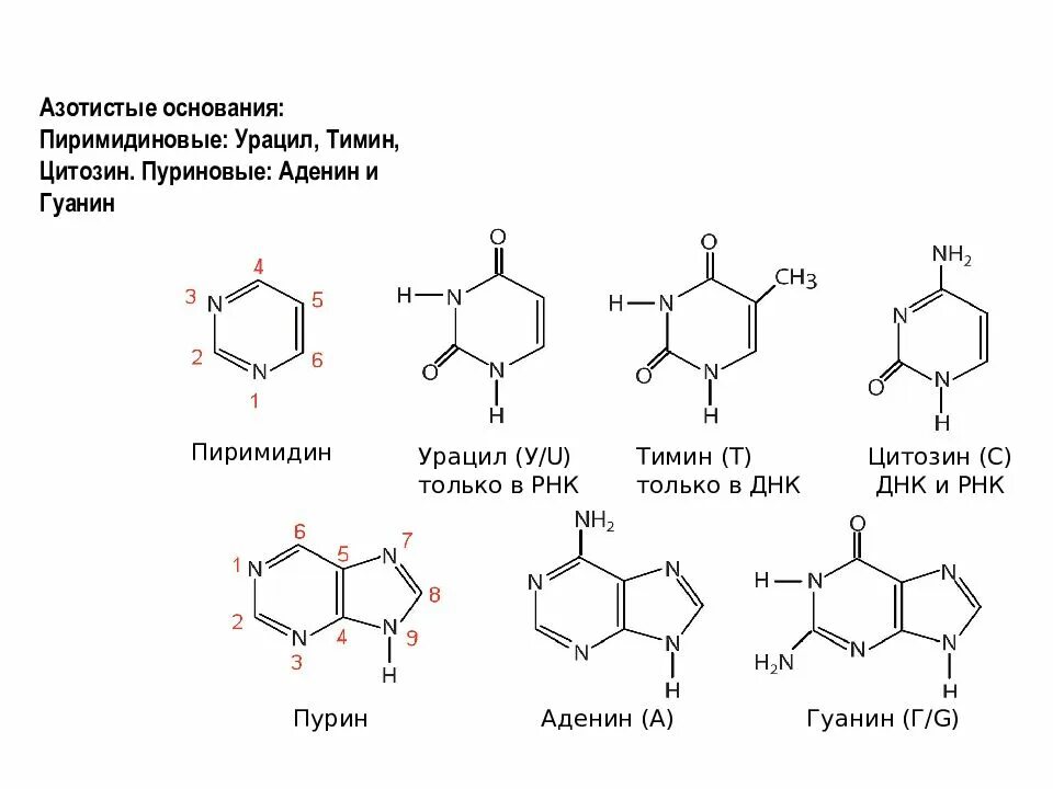 Таблица гуанин цитозин Тимин РНК ДНК. Пуриновые и пиримидиновые основания ДНК И РНК. Аденин гуанин цитозин Тимин урацил комплементарность таблица. Аденин гуанин цитозин Тимин урацил таблица.
