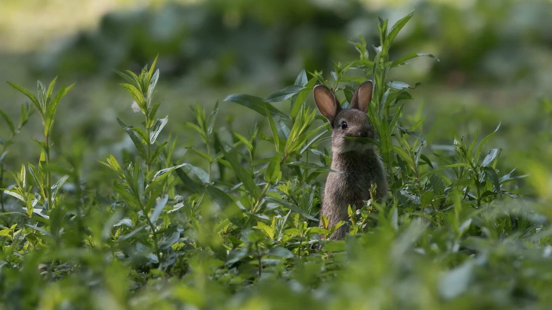 Download A Rabbit Keeping Warm With a Winter Blanket