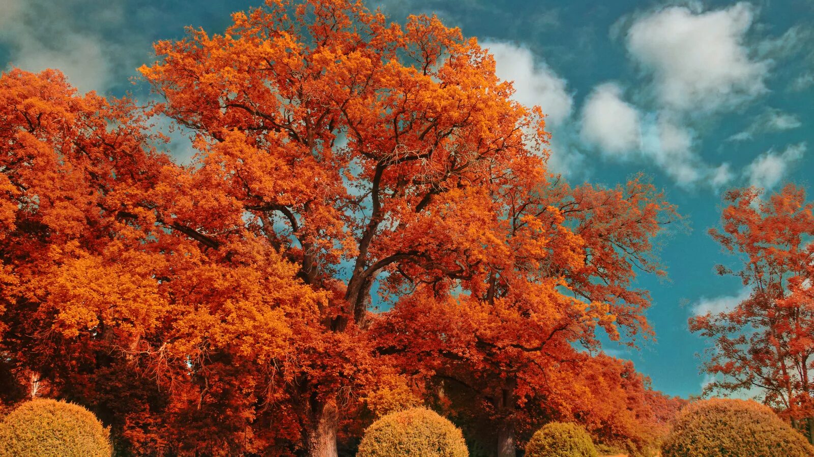 Картинки деревьев осенью. Дубовидный клен. Quercus rubra Aurea. Осеннее дерево. Деревья осенью.