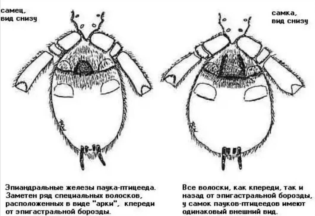 Как определить пол паука. Как определить пол паука птицееда. как отличить самку паука от самца. определение пола паука птицееда. ка копределить пол у птецееда.
