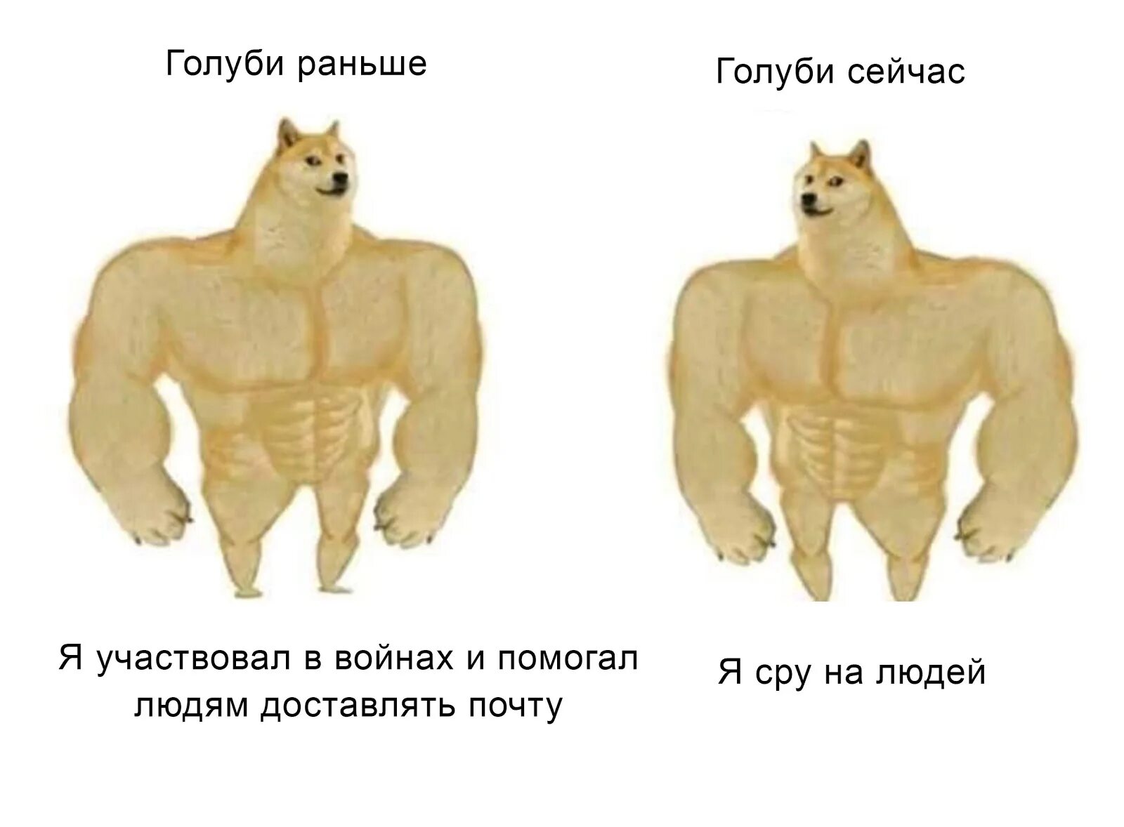 Доге качок. Собака качок. Пес качок Мем. Мем про собаку качка. Собаки качки Мем.