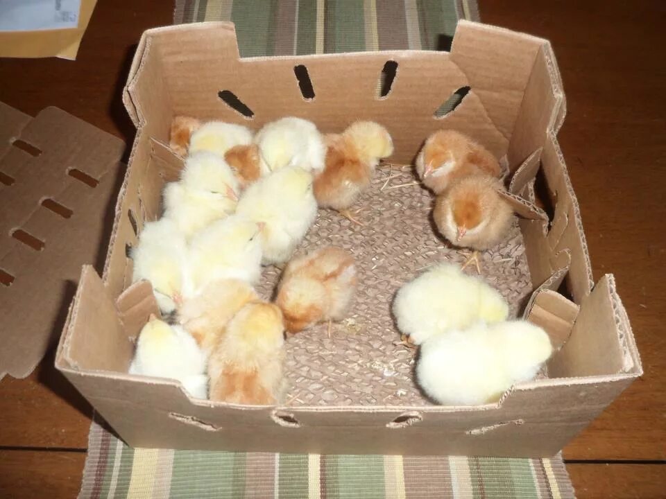 Сколько держать цыплят. Цыплята в коробке. Коробка для суточных цыплят. Цыплята суточные в коробке. Маленькие цыплята в коробке.