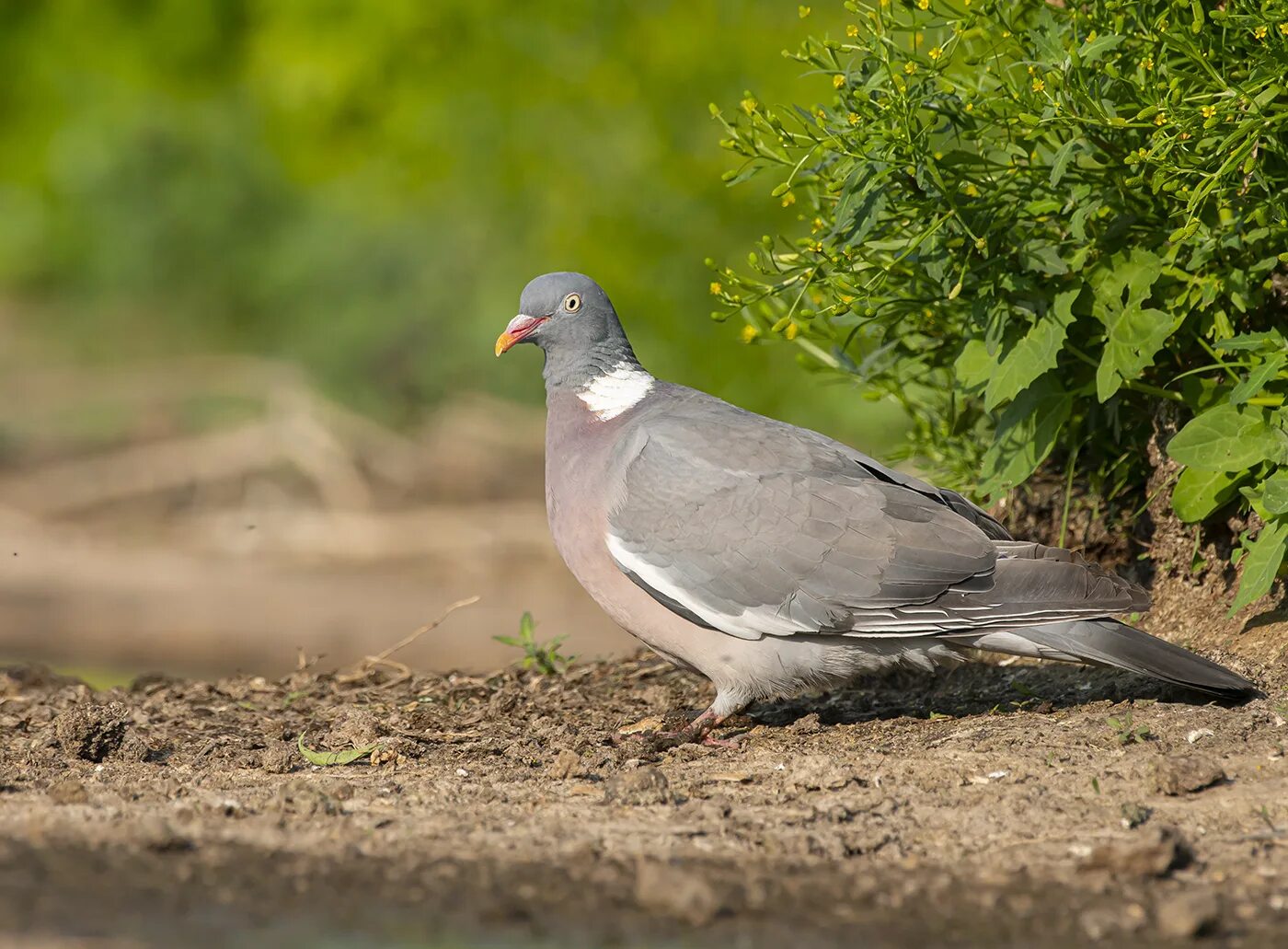 Вяхирь где обитает. Вяхирь (Columba palumbus). Вяхирь стреленый. Вяхирь (Columba palumbus casiotis). Голубиные Голубеобразные.