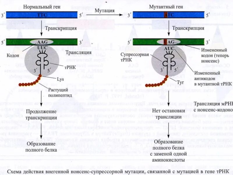 Транскрипция мутация. Мутация Гена. Мутации в генах. Мутации генов опухолей. Мутация в гене.