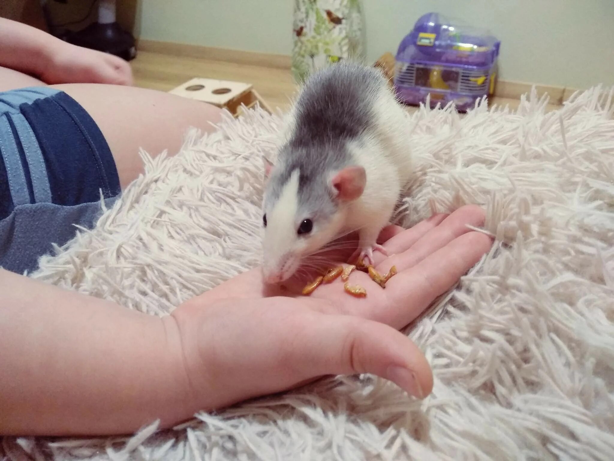 можно крысам хлебцы. мышка сосиска крыска ириска. рацион домашних крыс. крыса. хлеб с лапками.