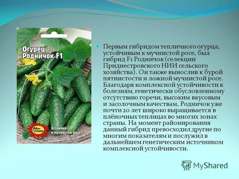 Смешные сорта огурцов. Сорта огурцов устойчивые к пероноспорозу. Пероноспороз огурцов. Устойчивость огурца мева к болезням таблица. Огурцы устойчивые к мучнистой росе.