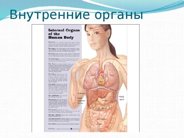 Органы человека расположение у женщин