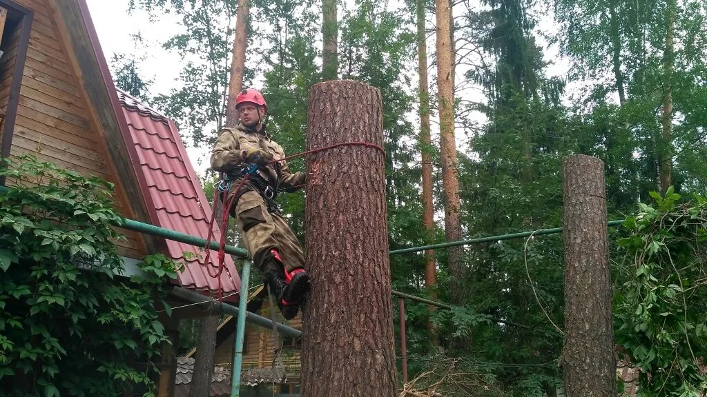 Спилить дерево закон. Спиливание деревьев на участке. Вырубка деревьев на даче. Спилить дерево на своем участке. Спиленные деревья на участке.