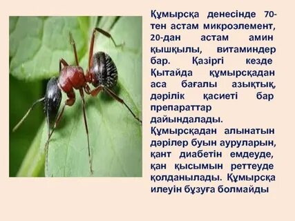 Анастасия Заваротнюкпен порно