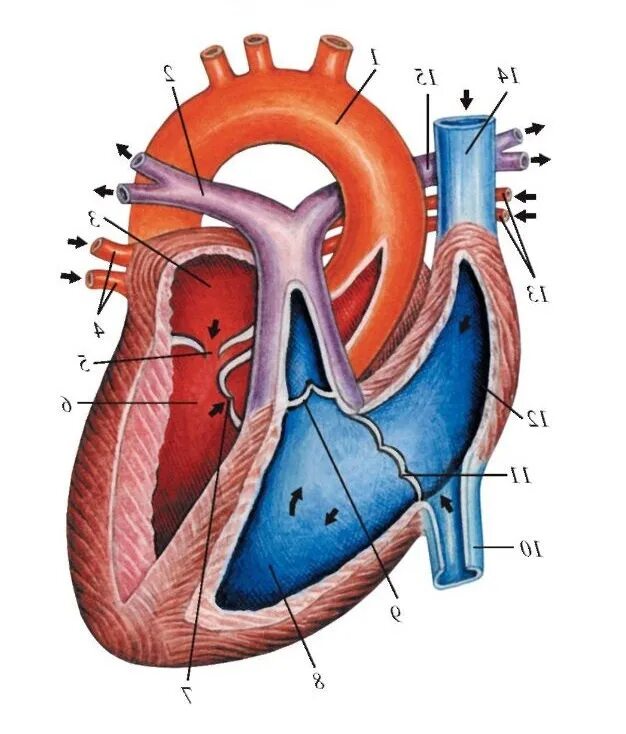 Схема строения сердца продольный разрез. Строение сердца схема продольного фронтального разреза. Строение сердца срез. Строение сердца аорта.